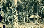  
'Palm Trees, Gold Coast W.A.' Photograph, undated.
Basel Mission Book Depot, Accra, No. 33.